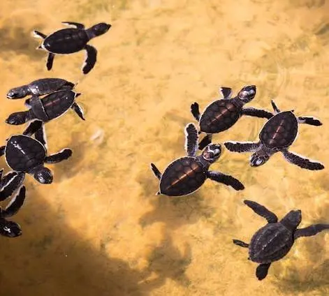 Release a Hatchling on the Turtle Coast