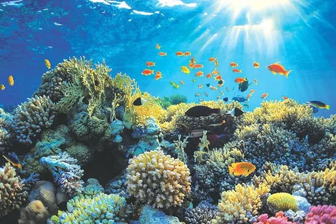 Snorkel the Coral Sanctuary