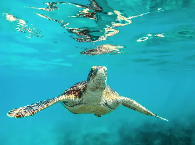 Swim with Turtles at Turtle Beach