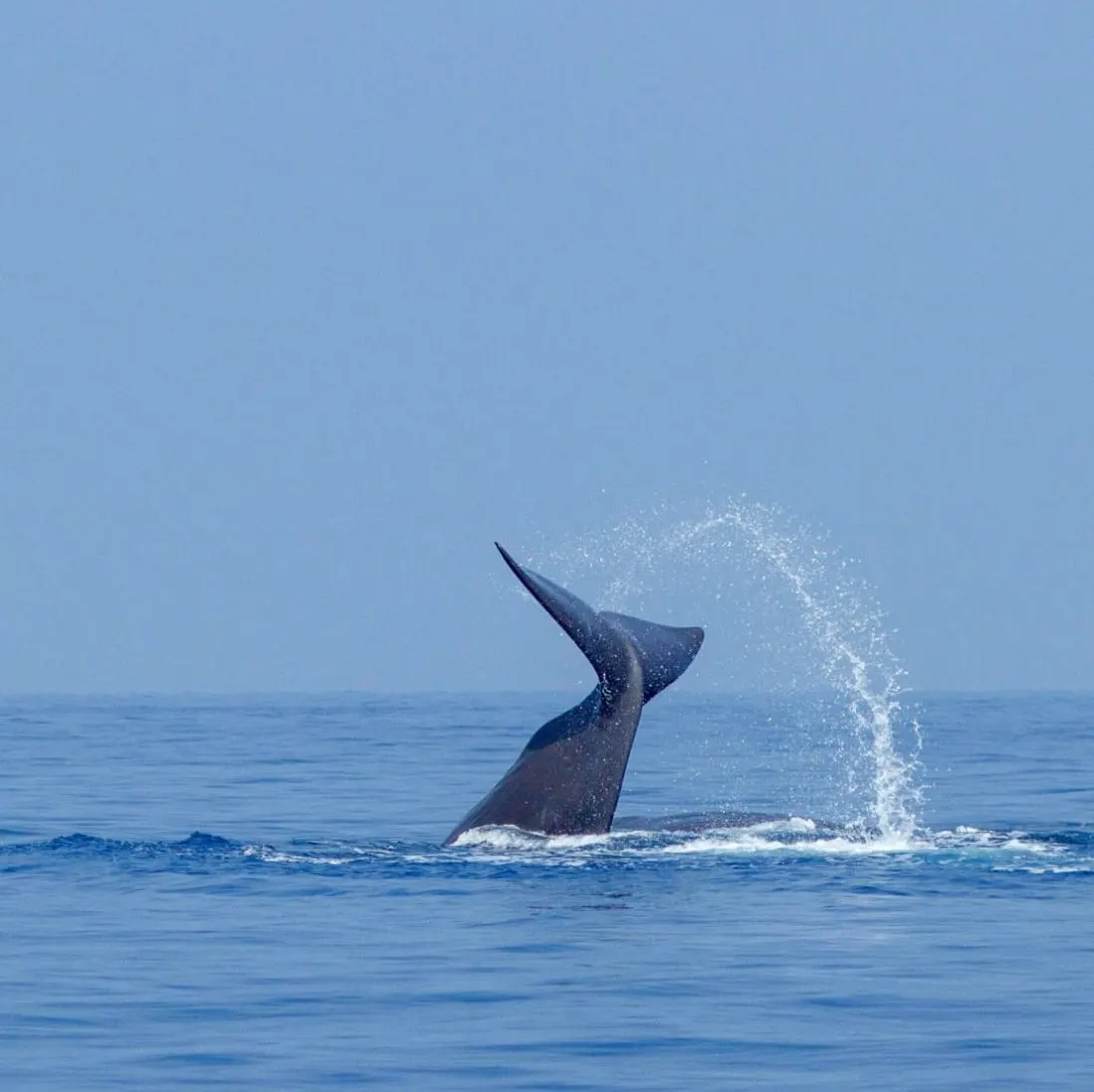 Whale & Dolphin Watching off Trincomalee