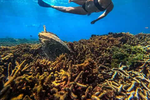 Snorkel the Offshore Reef
