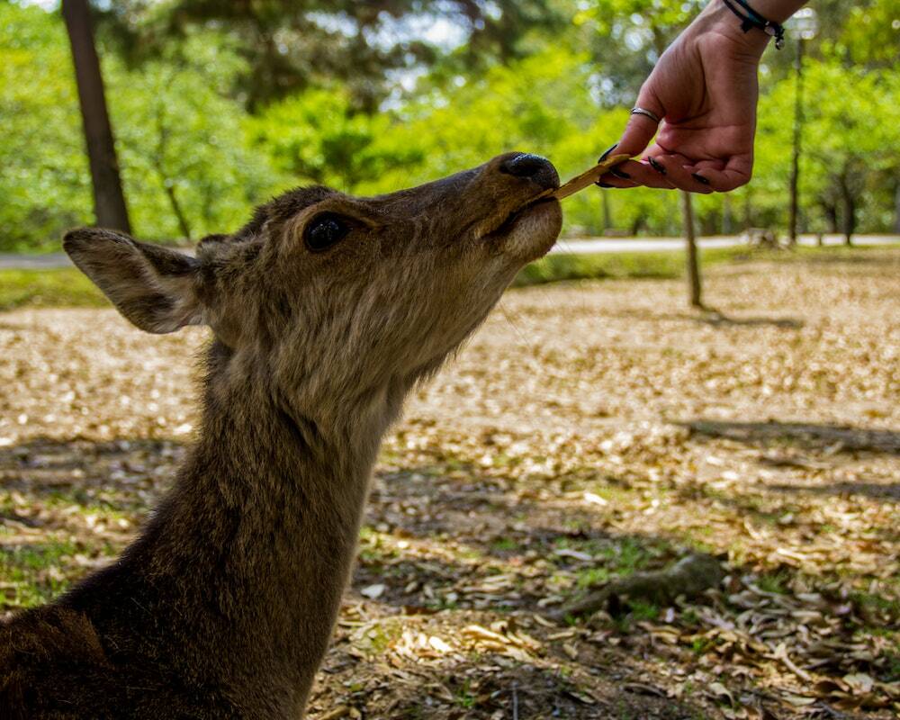 Nara Tour