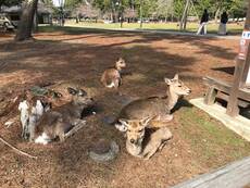 Full Day Nara Private Walking Tour