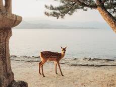 Day Trip to Miyajima