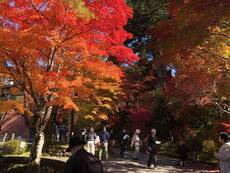 Half Day Private Tour of Takayama