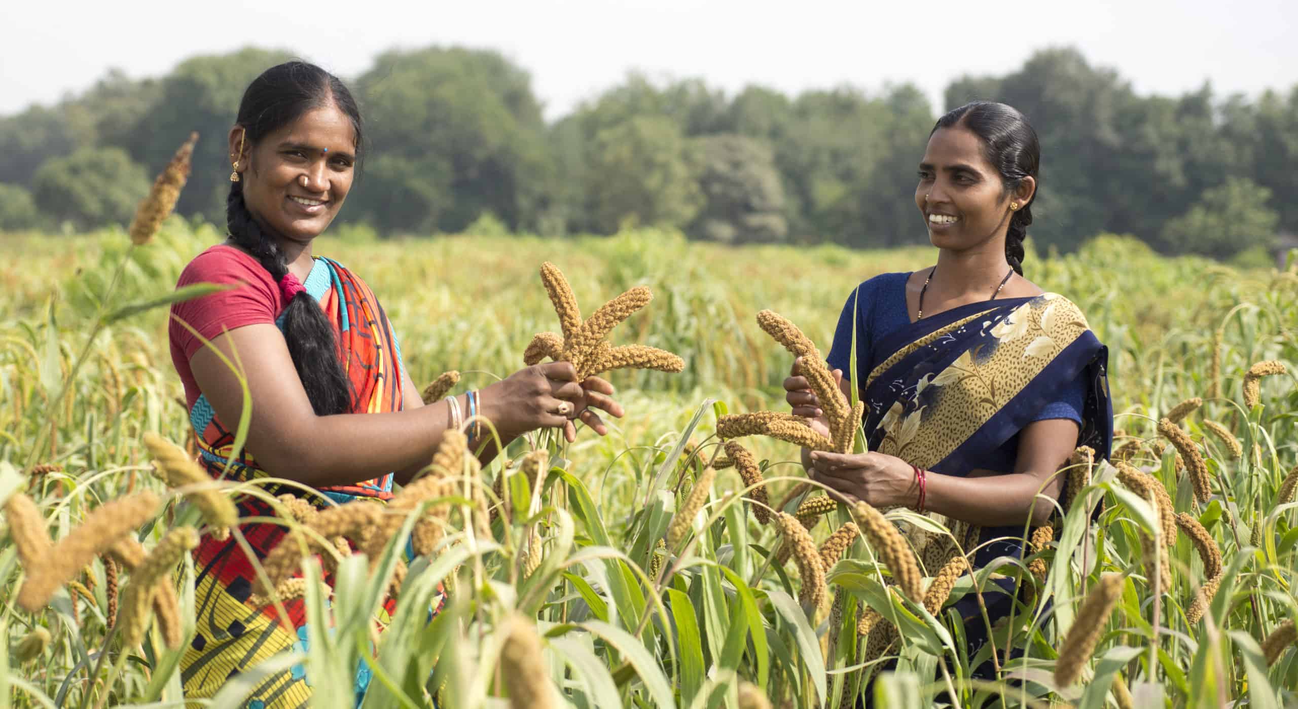 https://storage.googleapis.com/cgiarorg/2018/02/542c4b7d-4-happy-farmers-in-finger-millet-field-_-photo_-srujan-punna-2-scaled.jpg