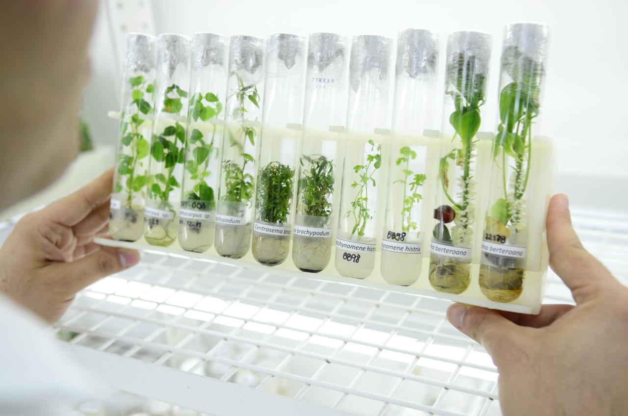 Samples of tropical forages conserved in vitro at CIAT gene bank in Colombia. Pic by Neil Palmer (CIAT)