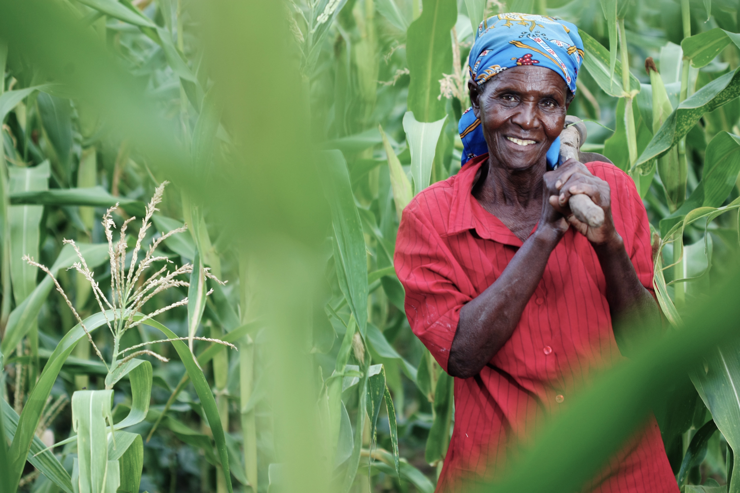 effects of global warming on agriculture and food supply