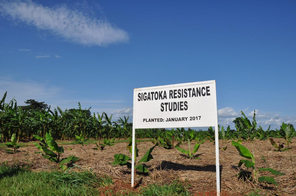 Picture of sign for Sigatoka Resistance Studies