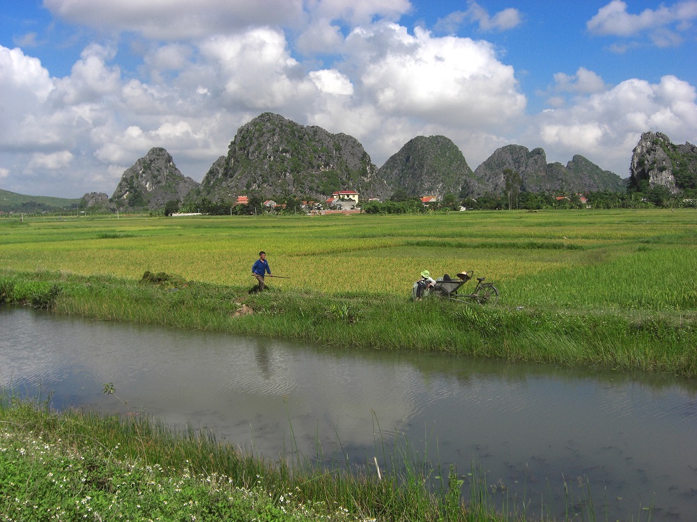 Rice field in Vietnam