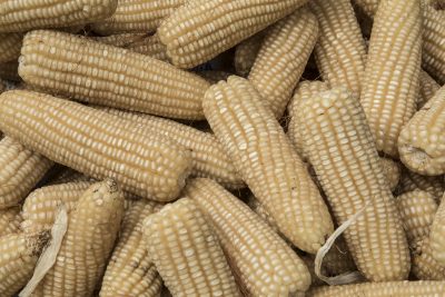 New zinc-biofortified maize