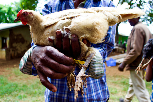 An Ethiopian chicken being sampled by ILRI scientists (photo credit: ILRI/Camille Hanotte).