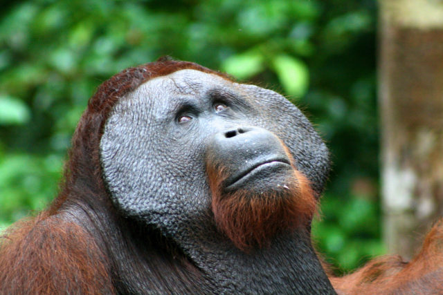 Borneo orangutan, orangutan, borneo, tapanuli orangutan, sumatra, sumatra forest, indonesia