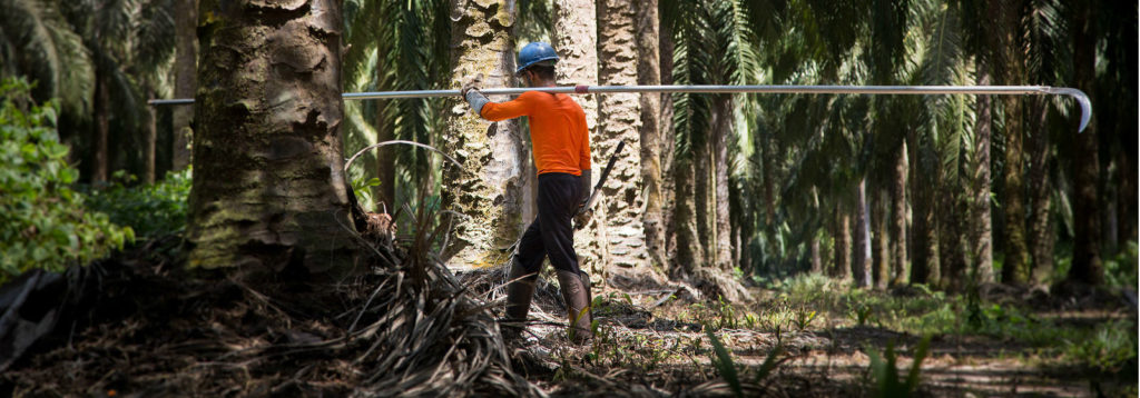 Oil palm worker