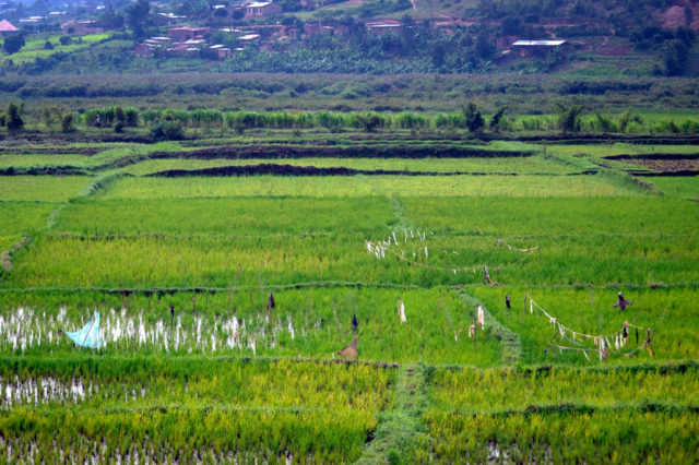 Photographer: Gwendolyn Stansbury/ IFPRI