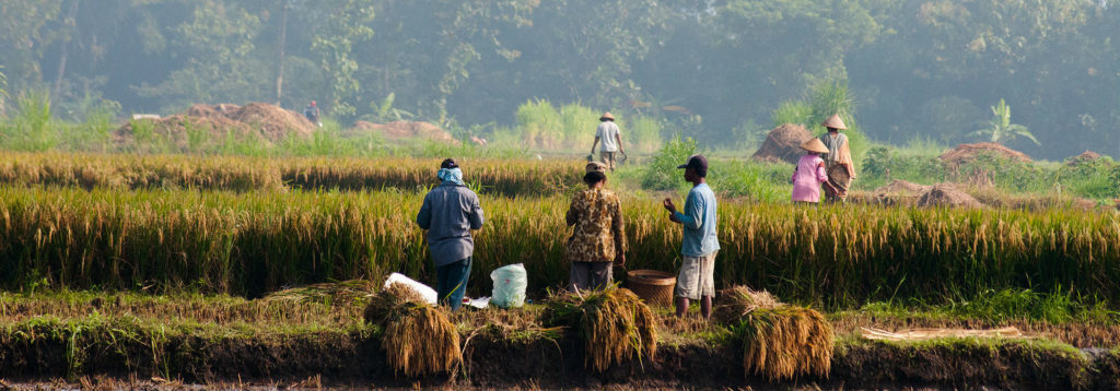 World Agroforestry Centre's Kanoppi Project in Yogyakarta Gunung Kidul, Indonesia. The project aims to improve smallholders livelihoods through landscape-scale management of the farm–forest interface.