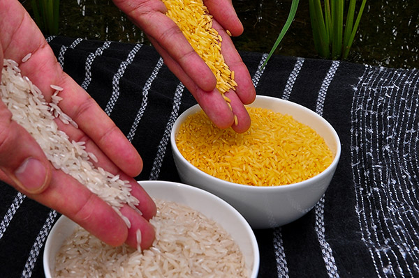 Golden Rice meets safety standards