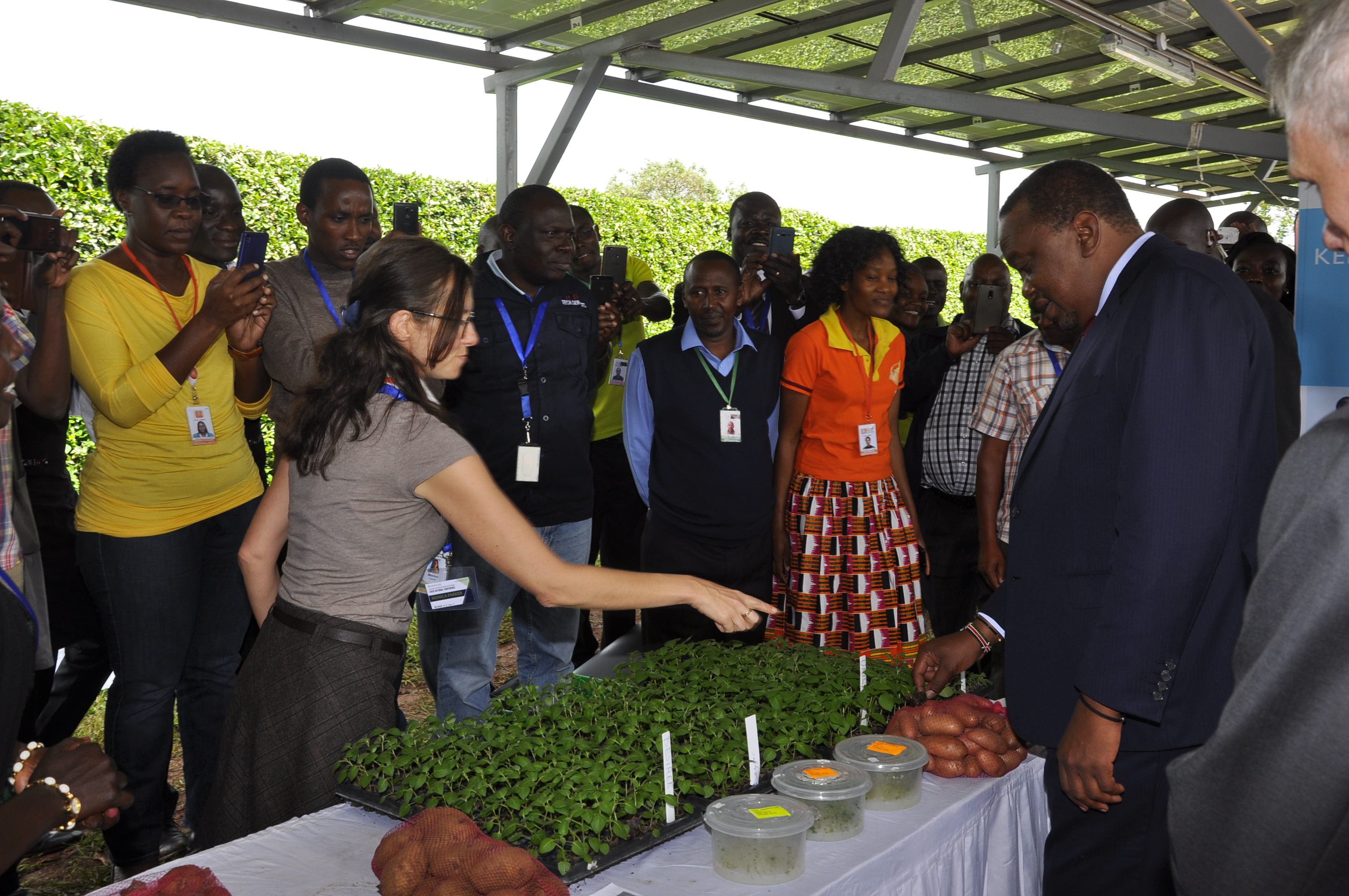 President Uhuru Kenyatta learns about apical cuttings and how they complement the potato seed system from CIP scientist Monica Parker.