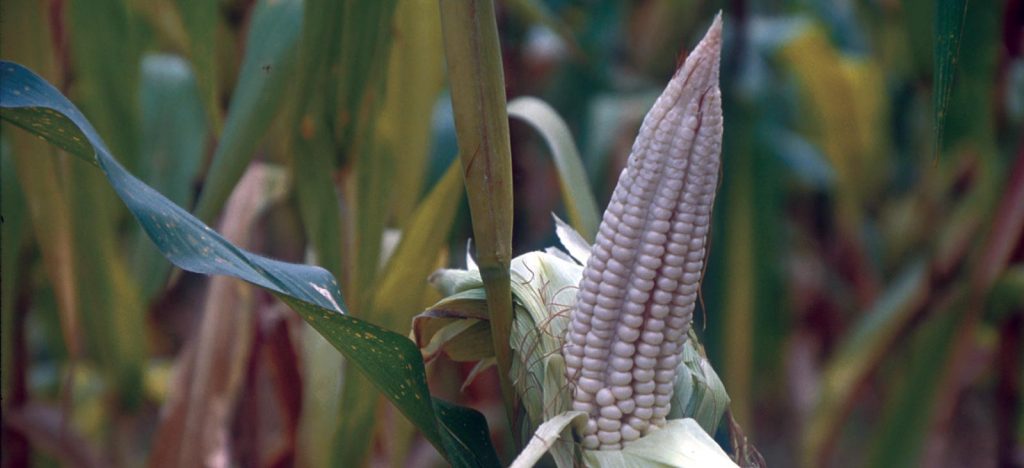 Maize in a field