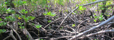 Mangrove