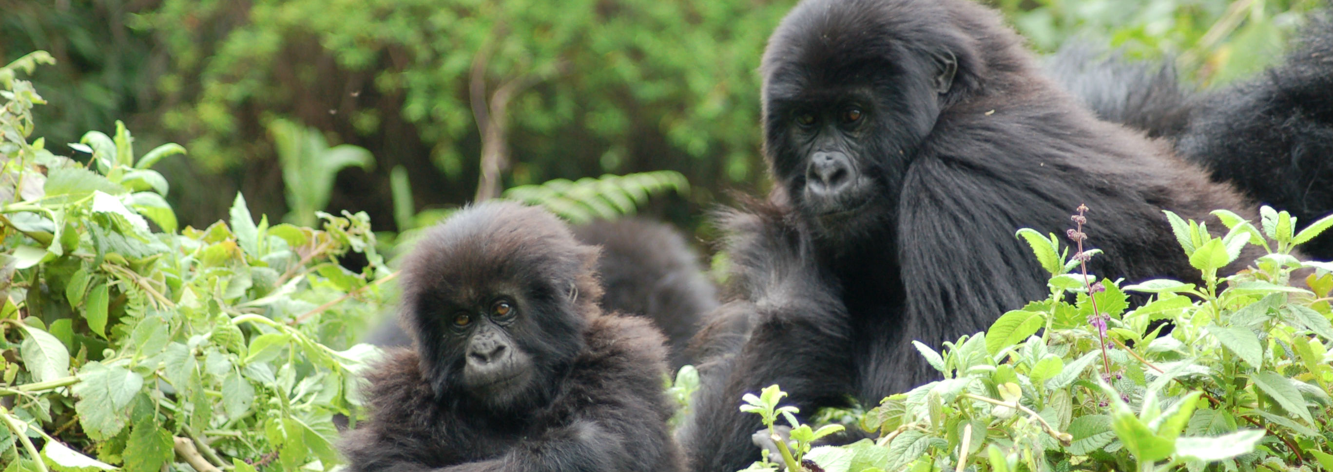 Mountain gorillas