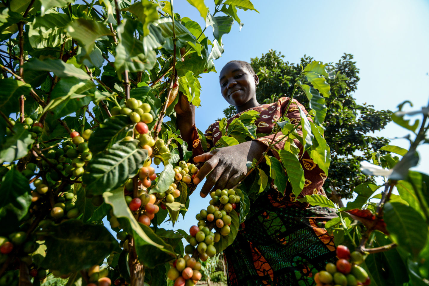 Reading between the gender lines among coffee farming households in Uganda