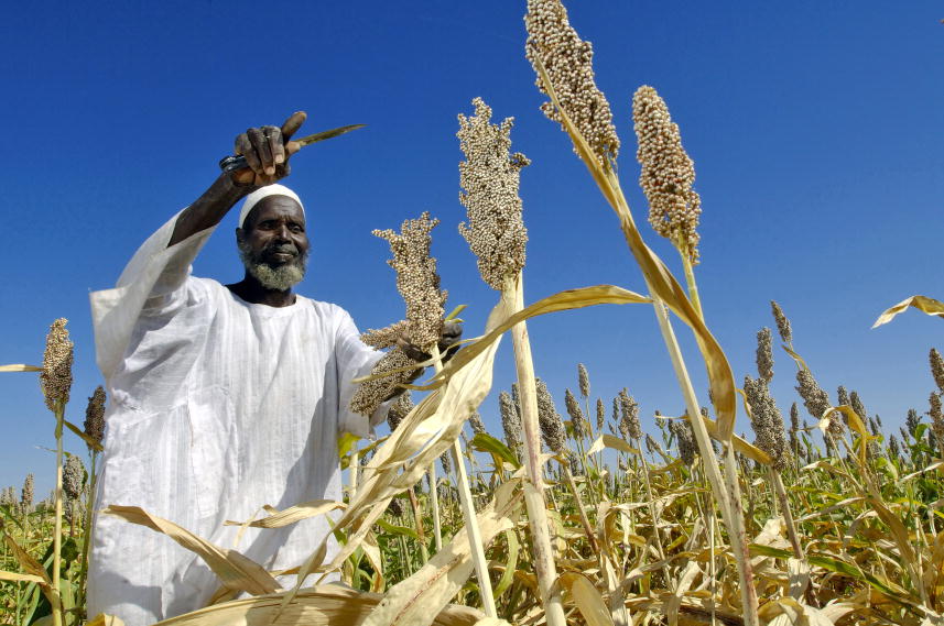 A local farmer harvests sorghum in Sudan produced from seeds donated by the Food and Agriculture Organization of the United Nations through the 