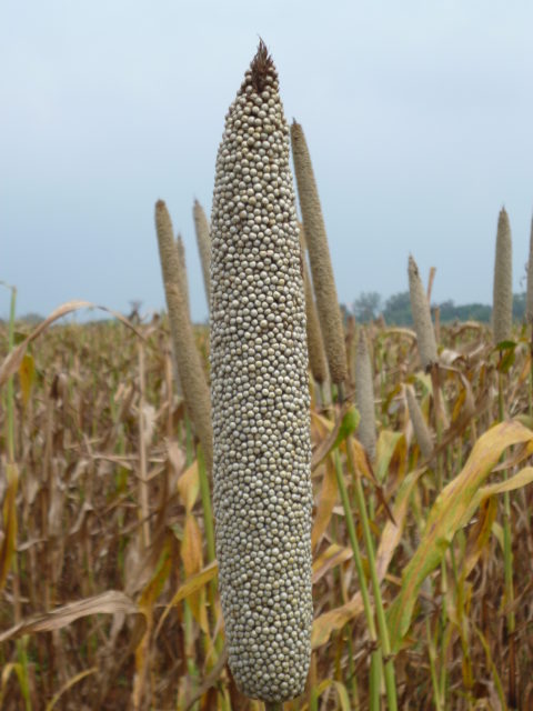 A mature pearl millet panicle ready for harvest