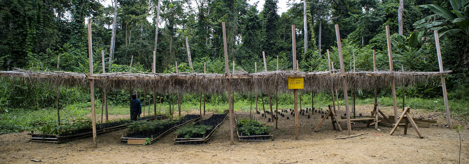 Tree nursery