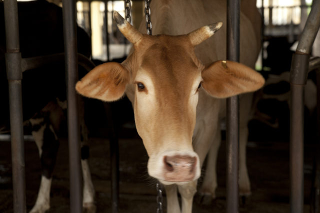 Cattle in a barn in Bangladesh. Photo credit: IFPRI