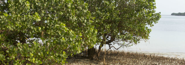 Mangroves