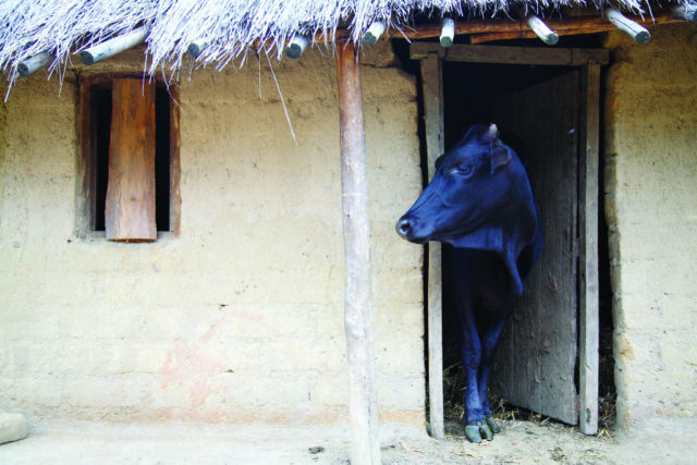 Dairy cow looks out from her stall in a village in central Malawi (photo credit: ILRI/Stevie Mann)
