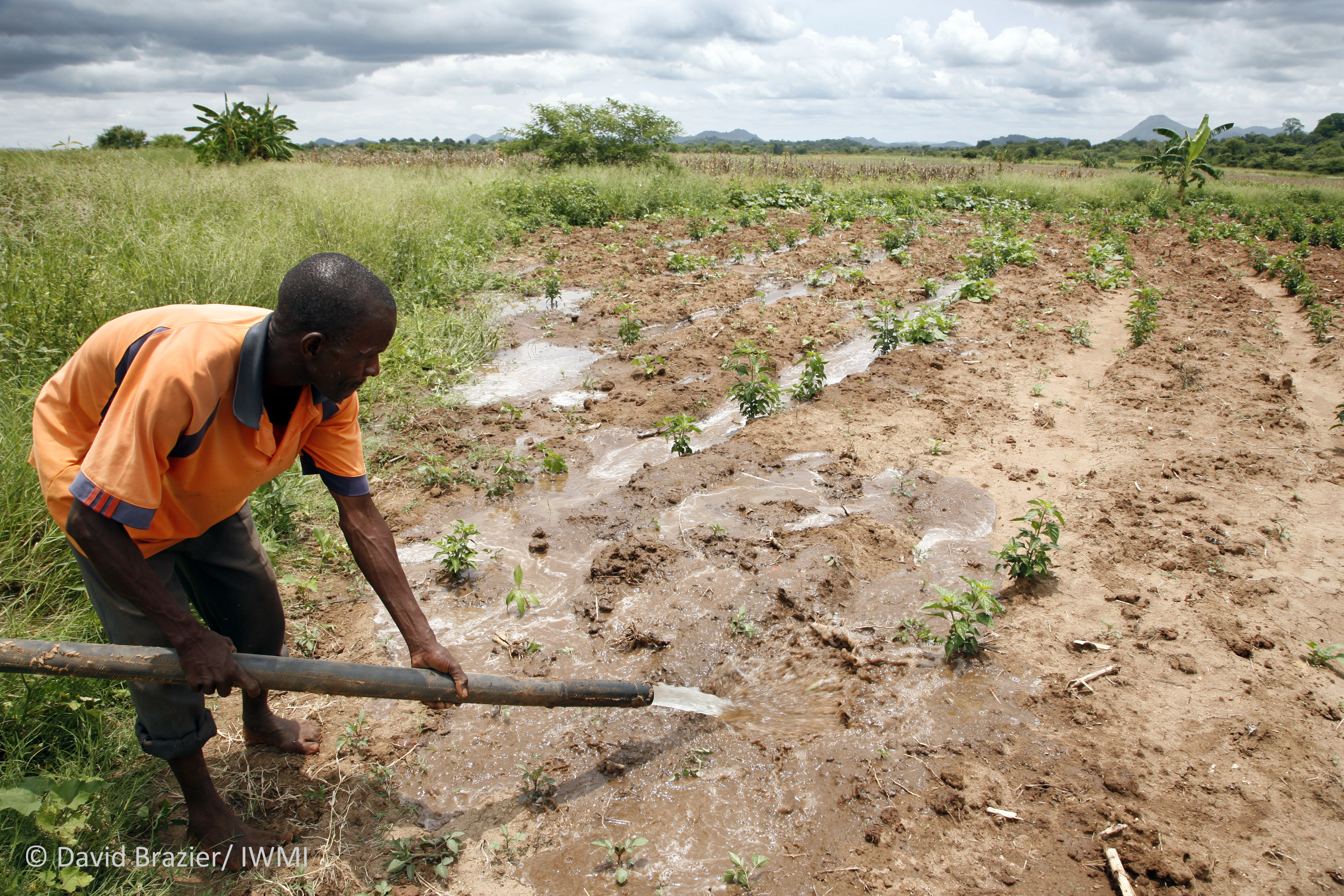 Supplying water to a chillie farm in Zimbabwe