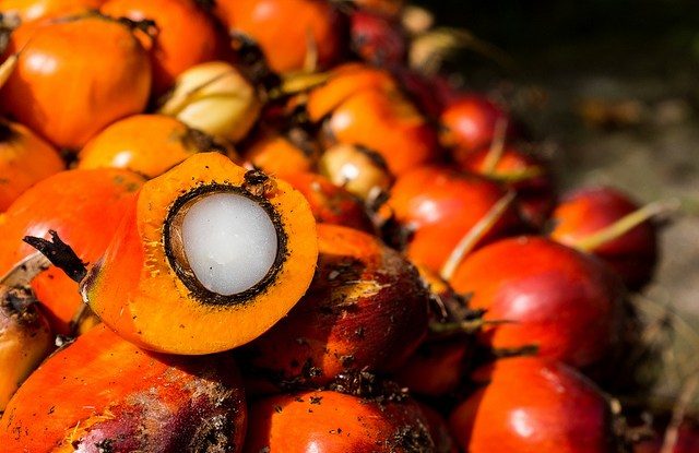 oil palm, palm oil, oil palm fruit