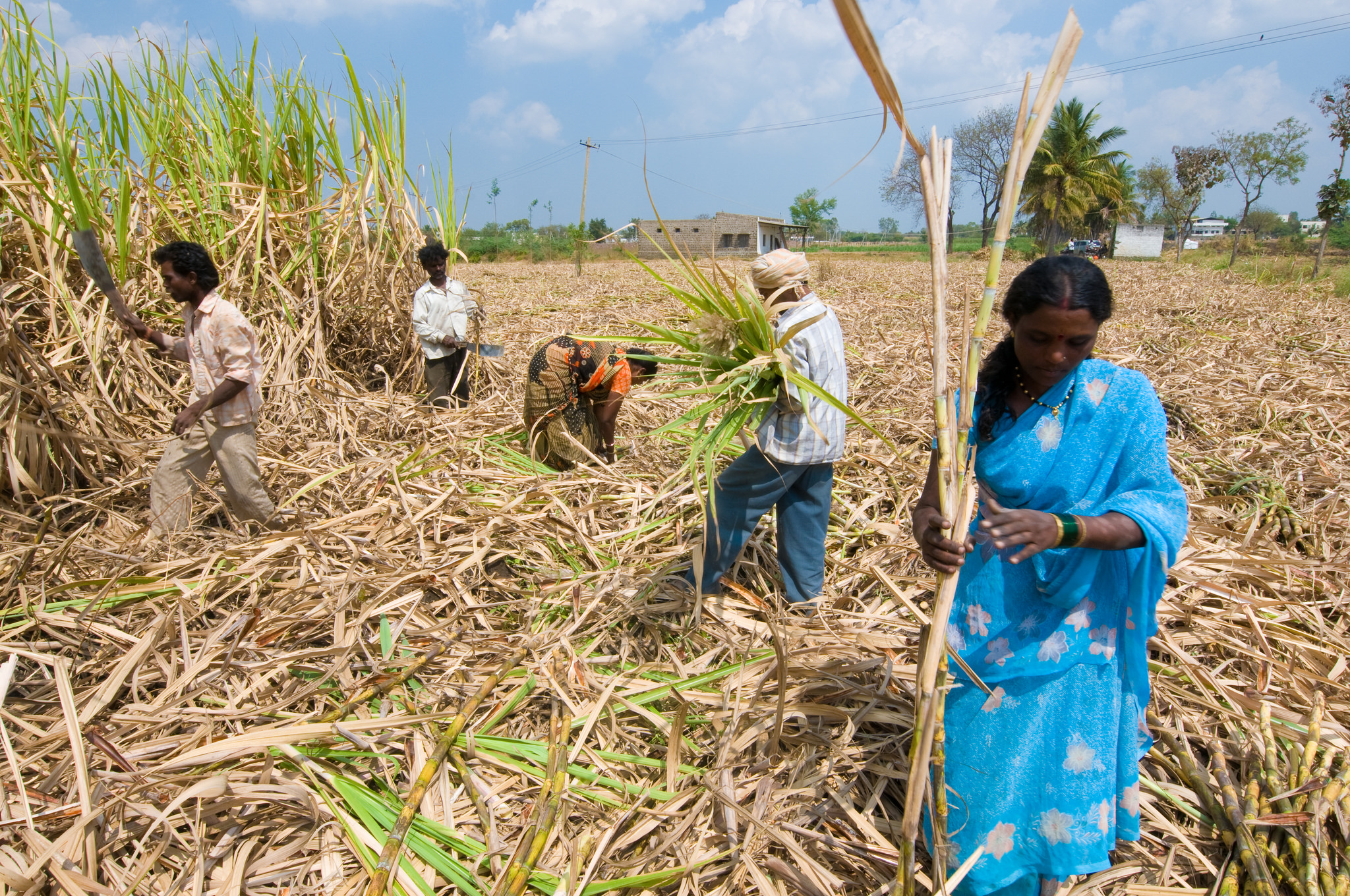 Farmers harvest sugarcane in India's Karnataka state