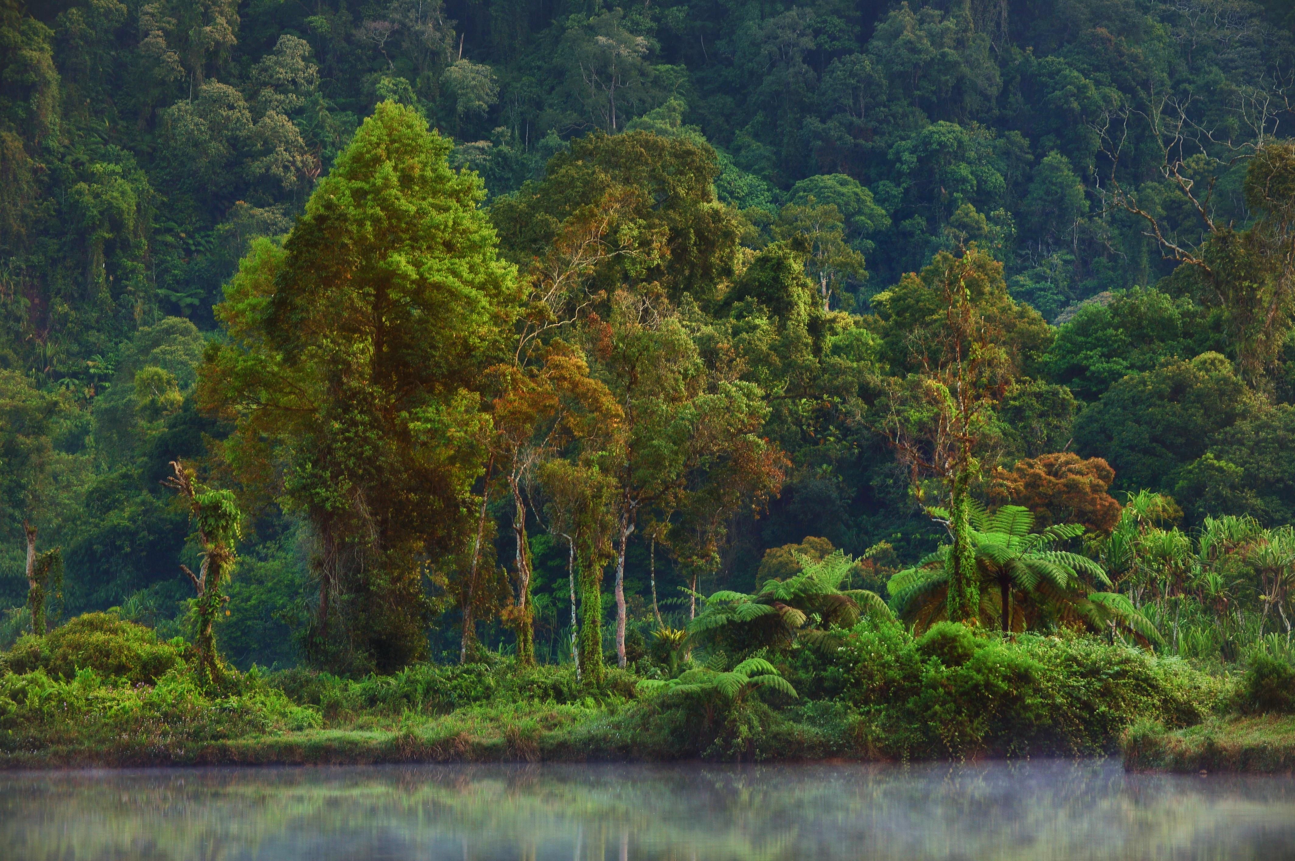 Satellite Data Reveals Hidden Link Between Greening and Air Pollution
