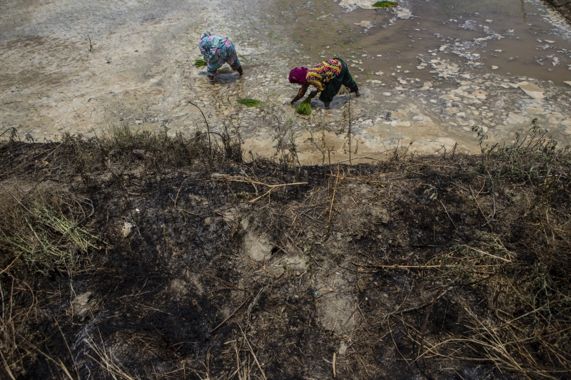 Flooded paddy in India/CCAFS.