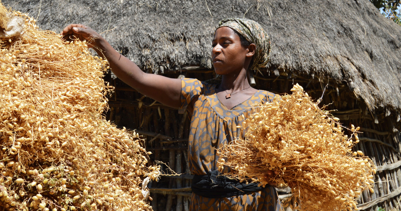 A chickpea farmer in Ethiopia.