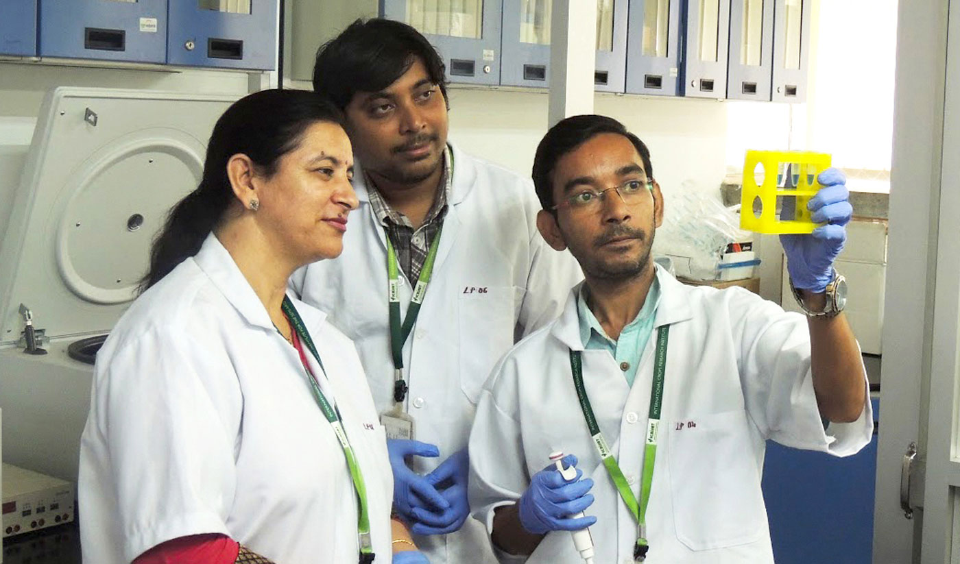 Identification of dry root rot in chickpea using Loop-Mediated Isothermal Amplification Method (LAMP). Photo: ICRISAT