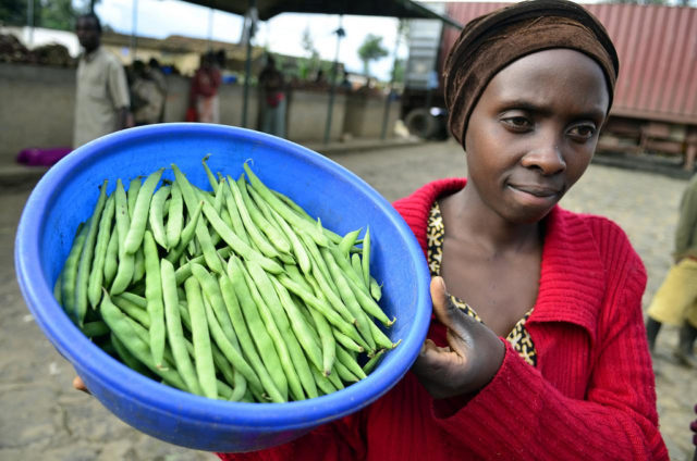 A woman in Rwanda holds a tub of biofortified climbing beans. Biofortified crops, on their way to feeding 1 billion people by 2030, have proven an effective way to improve diets, reflecting the close connections between agriculture and nutrition.