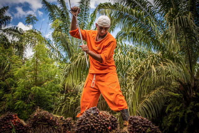 palm oil, oil palm, smallholder, Borneo, Kalimantan