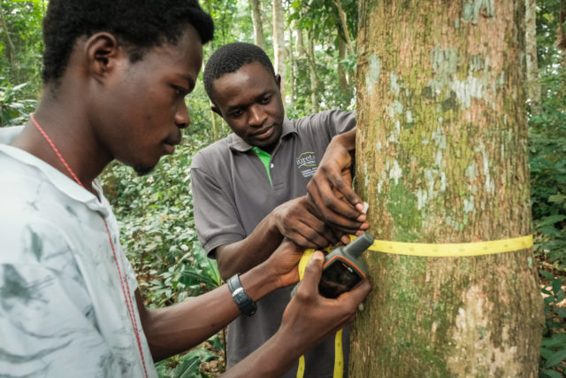 congolese researcher, democratic republic of congo, DRC, afrormorsia, endangered tree, climate change