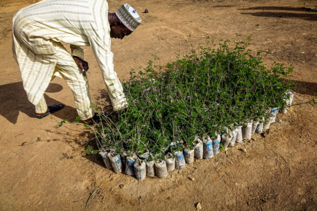 refugee, nigeria, boko haram, refugee, landscape restoration, tree planting, planting trees, Ethiopia restoration, Ethiopia, africa