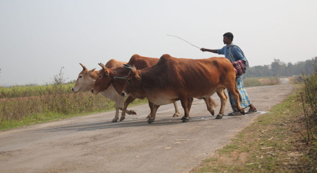 Farmer herds his three bulls in Nikhekhu Village, Dimapur, Nagaland, India (photo credit: ILRI/Stevie Mann).