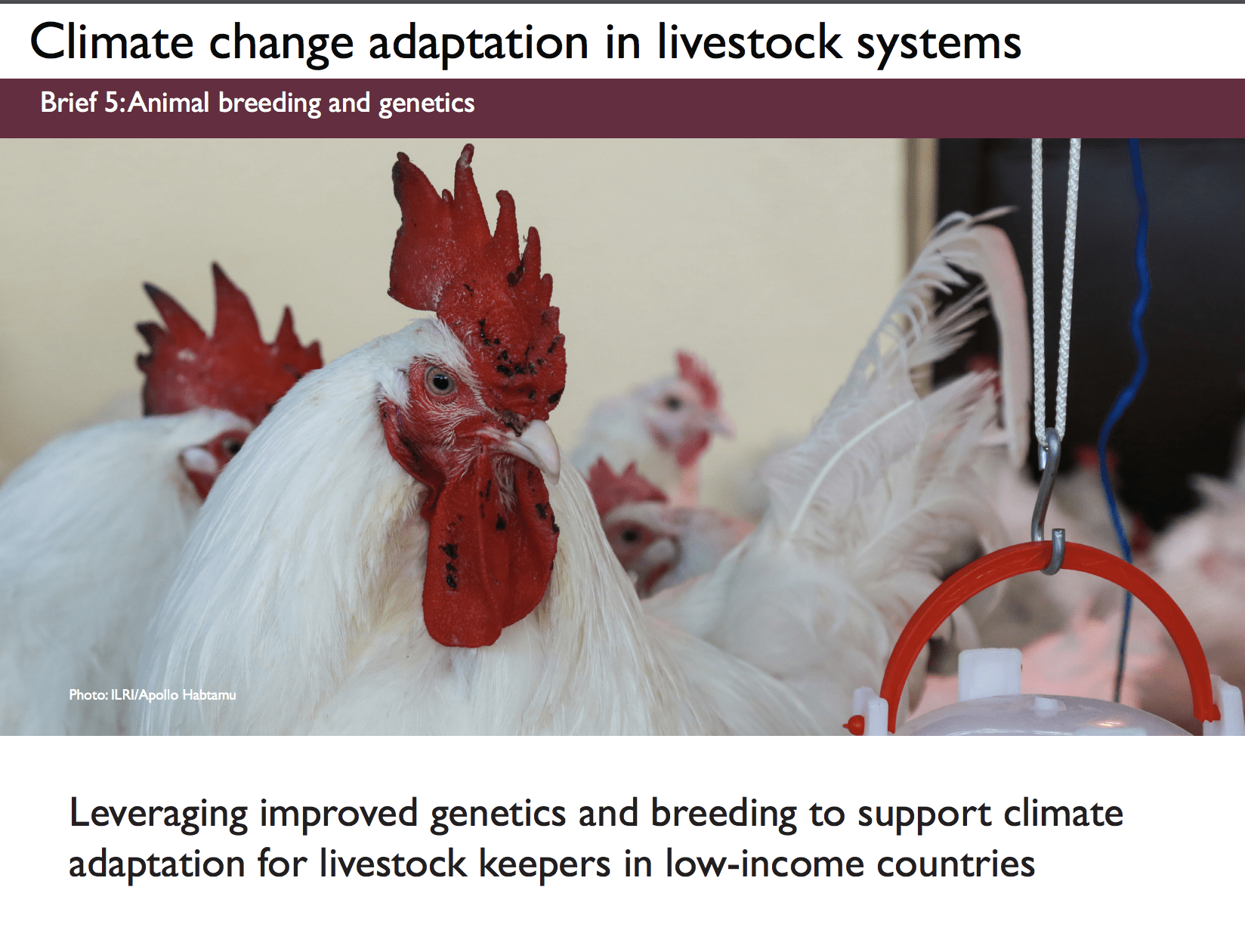 Leveraging improved genetics and breeding to support climate adaptation for  livestock keepers in low-income countries - CGIAR