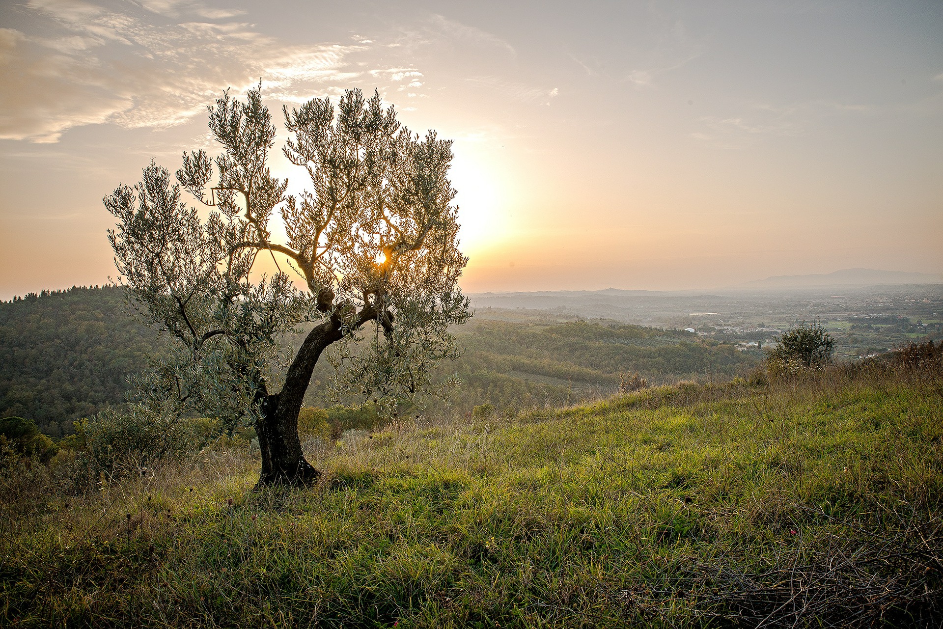 tamanu tree, arid, wonogiri