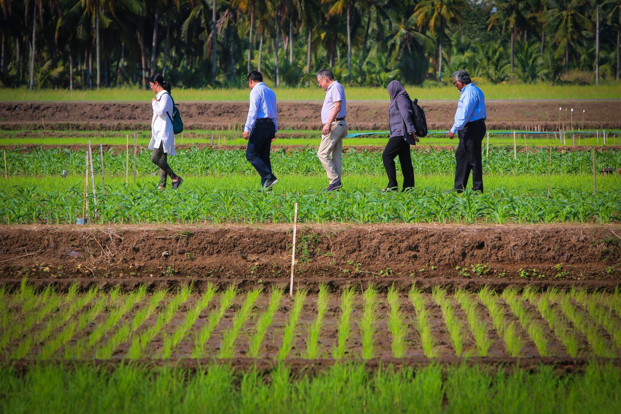 Direct Seeded Rice Consortium convenes first annual meeting to advance  partnerships for more sustainable, environment-friendly rice systems - CGIAR