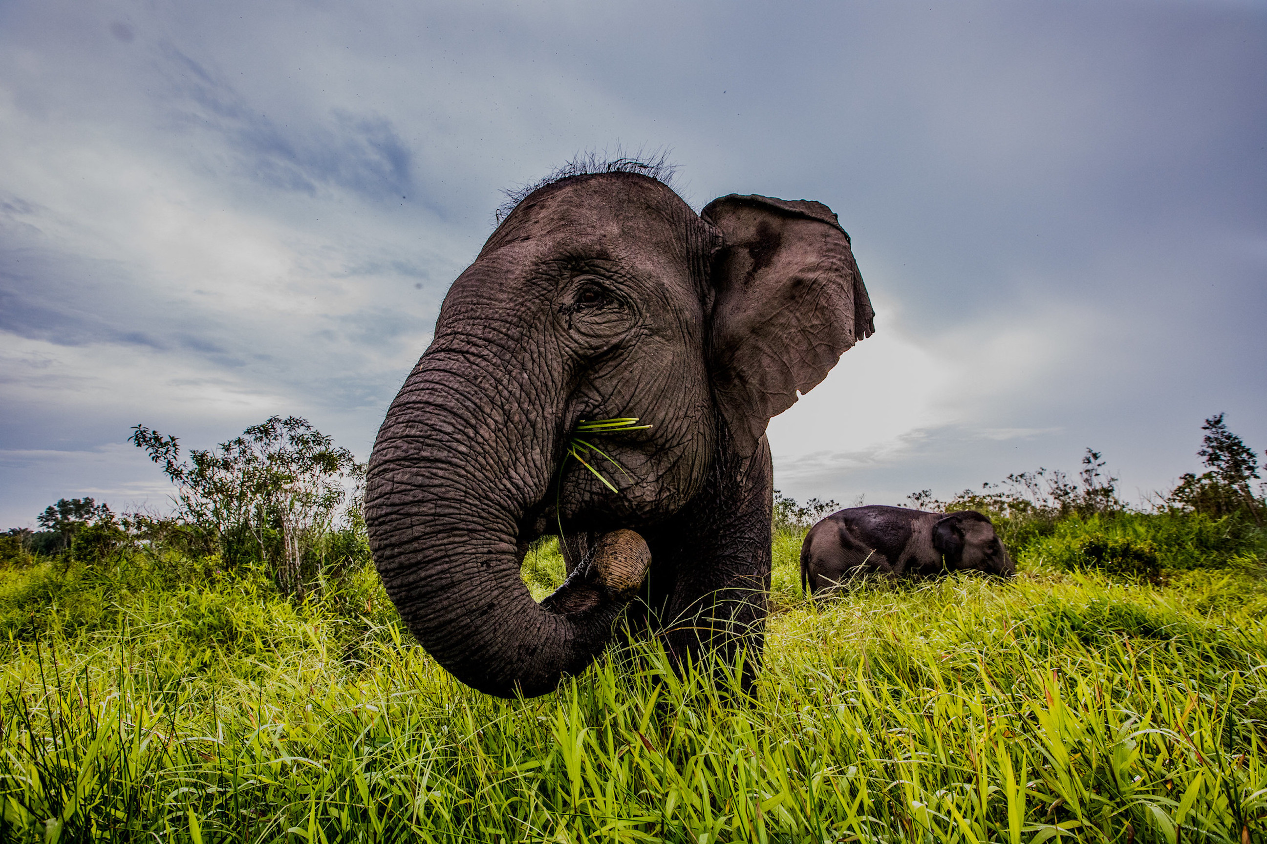 Earth Day, elephant conservation, wild sumatran elephants