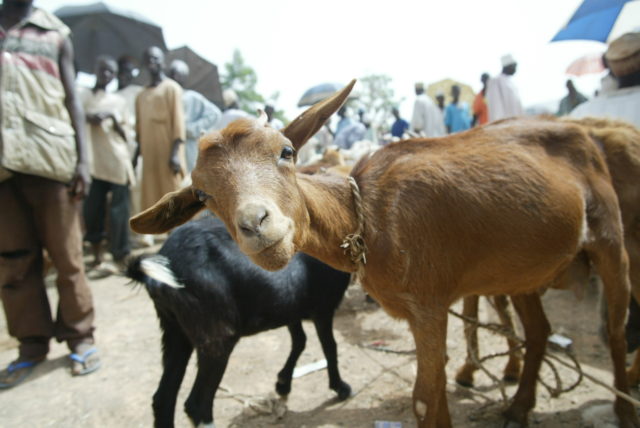 Goat in a market in Nigeria (photo credit: ILRI/Stevie Mann).