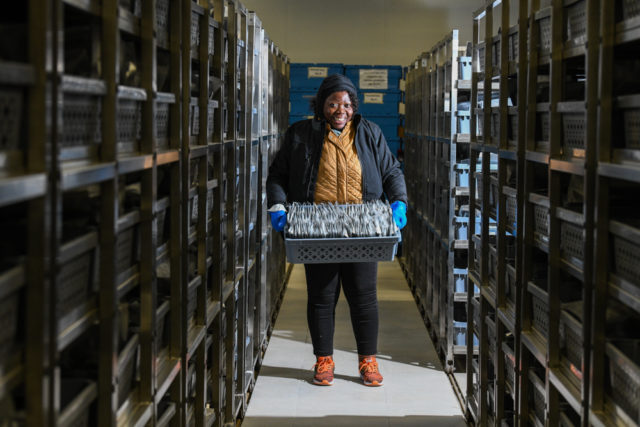 Marie-Noelle Ndjiondjop with packets of rice samples in the new AfricaRice genebank in Mbe. Photo: Neil Palmer/Crop Trust